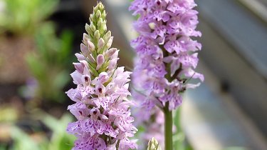 Dactylorhiza maculata