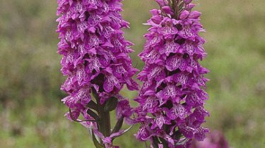 Dactylorhiza pardalina