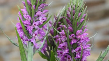 Dactylorhiza praetermissa