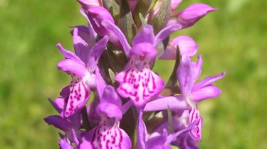 Dactylorhiza purpurella