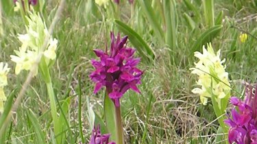 Dactylorhiza sambucina