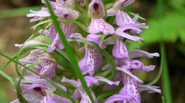 Dactylorhiza sphagnicola