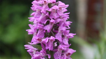 Dactylorhiza majalis