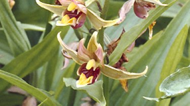 Epipactis gigantea