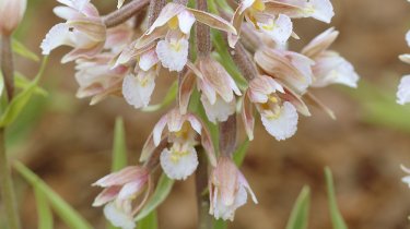 Epipactis palustris