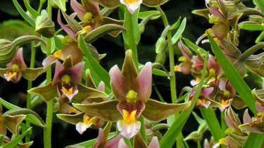 Epipactis \