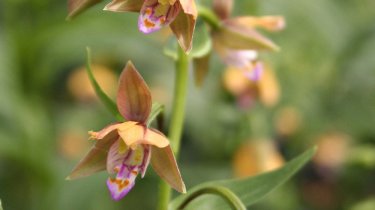 Epipactis thunbergii