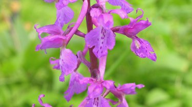 Orchis mascula