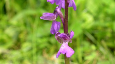 Orchis morio