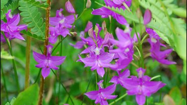 Calopogon tuberosus