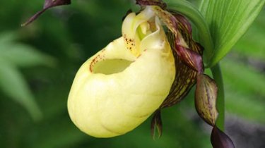 Cypripedium \