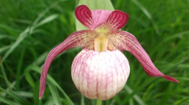 Cypripedium \