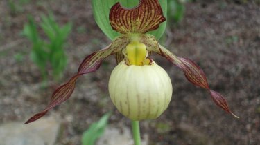 Cypripedium \