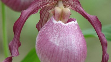 Cypripedium \