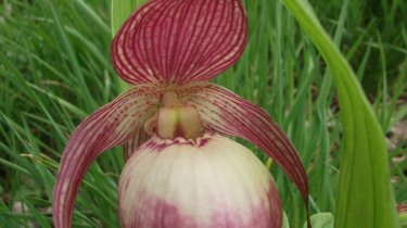 Cypripedium \