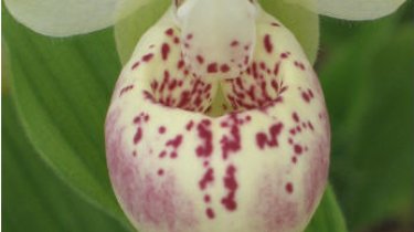 Cypripedium \