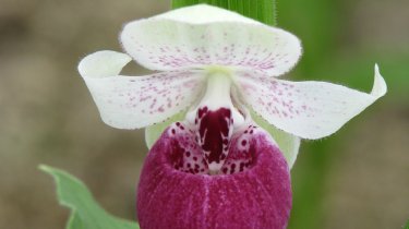 Cypripedium \