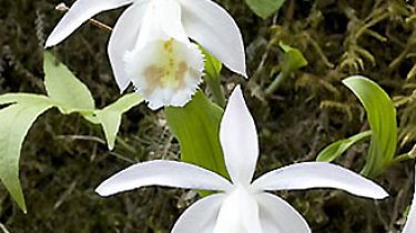 Pleione hookeriana