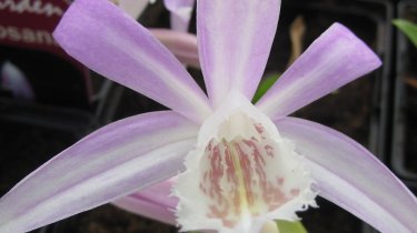 Pleione formosana