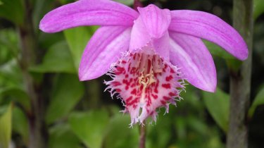 Pleione bulbocodioides