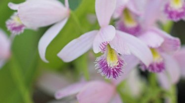 Pogonia ophioglossoïdes