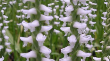 Spiranthes cernua odorata \