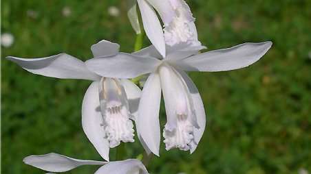 Bletilla striata alba