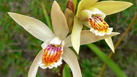 Bletilla ochracea