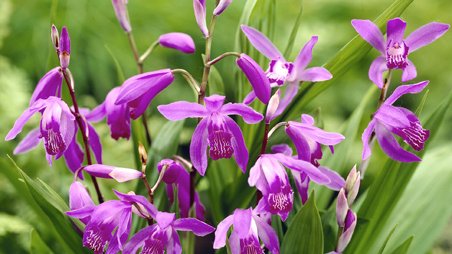 Bletilla striata purple