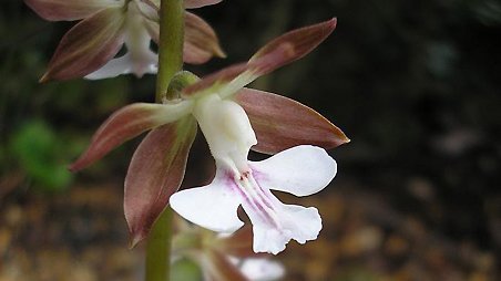 Calanthe discolor