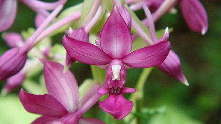 Calanthe okinawensis