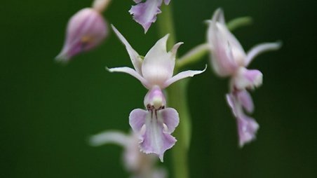 Calanthe reflexa