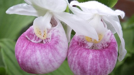 Cypripedium reginae