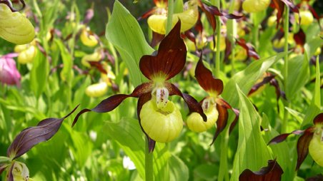 Cypripedium calceolus