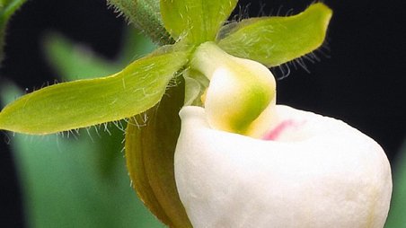 Cypripedium californicum