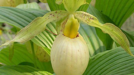 Cypripedium fasciolatum