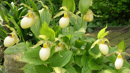 Cypripedium fasciolatum