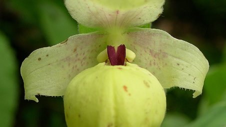 Cypripedium flavum