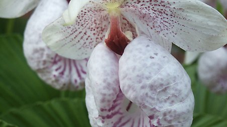 Cypripedium formosanum