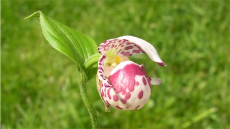 Cypripedium guttatum