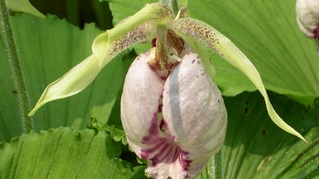 Cypripedium japonicum