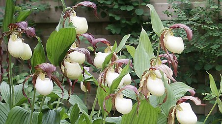 Cypripedium kentuckiense