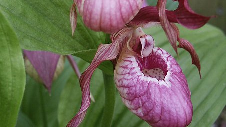 Cypripedium macranthos