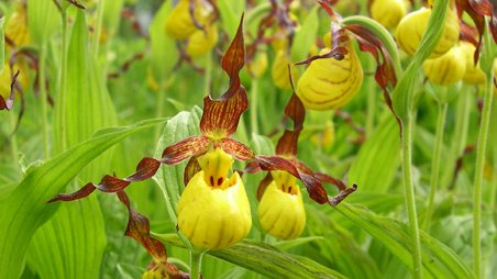 Cypripedium mokassin