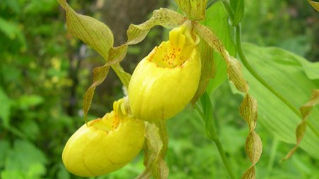 Cypripedium pubescens