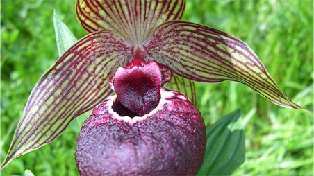 Cypripedium tibeticum