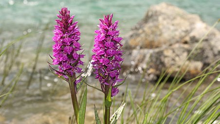 Dactylorhiza alpestris