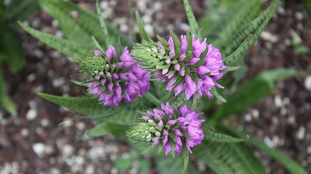 Dactylorhiza