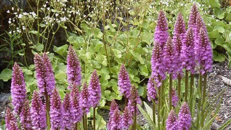 Dactylorhiza majalis