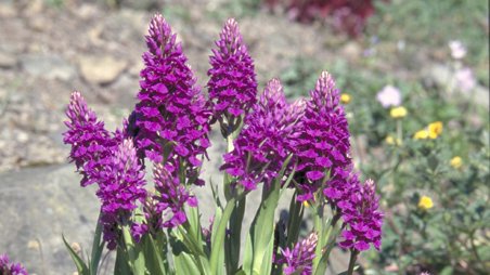 Dactylorhiza purpurella